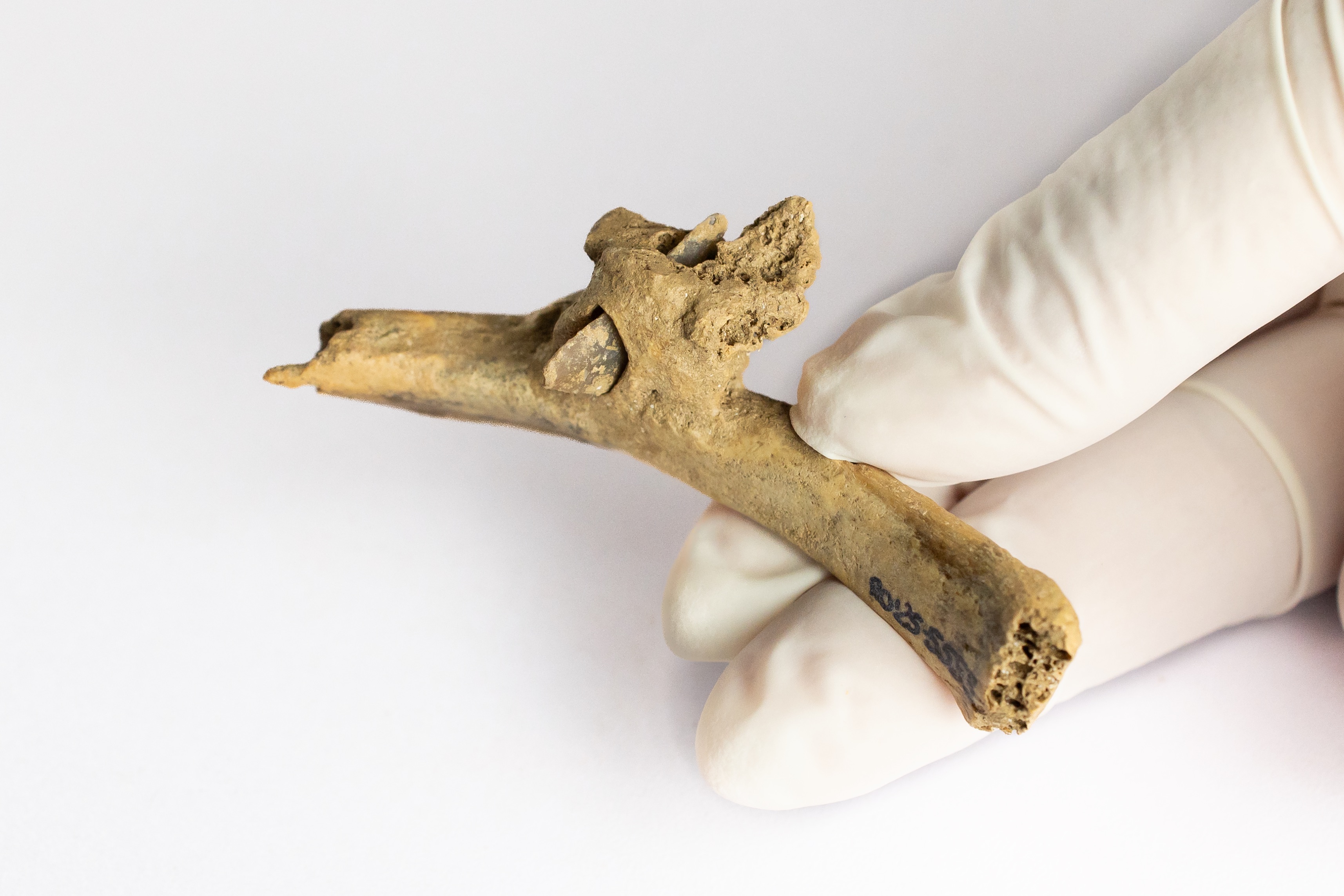 Human rib with an arrowhead